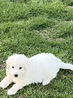 Tator Tot, a male Great Pyrenees and Newfoundland for sale in Morgantown, IN – Photo 1 of 3