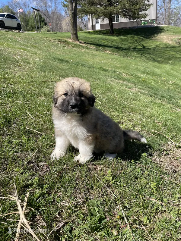 Honey Dew – Great Pyrenees, Newfoundland puppy for sale in Morgantown, IN