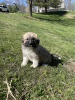 Honey Dew, a female Great Pyrenees and Newfoundland for sale in Morgantown, IN – Photo 1 of 2