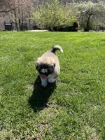 Honey Dew, a female Great Pyrenees and Newfoundland for sale in Morgantown, IN – Photo 2 of 2