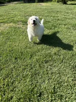Pom Pom, a female Newfoundland for sale in Morgantown, IN – Photo 3 of 3