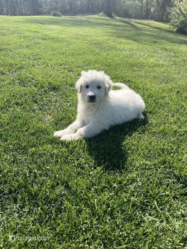 Pom Pom – Newfoundland puppy for sale in Morgantown, IN