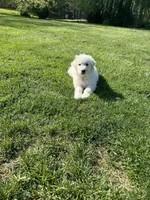 Pom Pom, a female Newfoundland for sale in Morgantown, IN – Photo 2 of 3