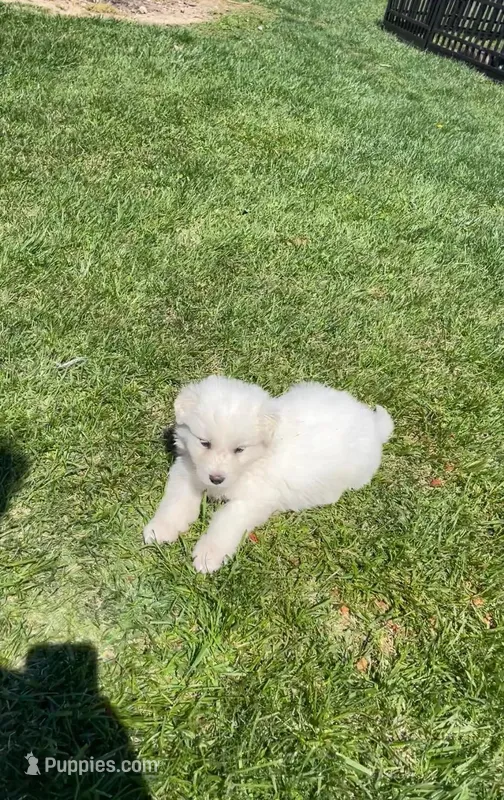 Sweet Pea – Great Pyrenees, Newfoundland puppy for sale in Morgantown, IN