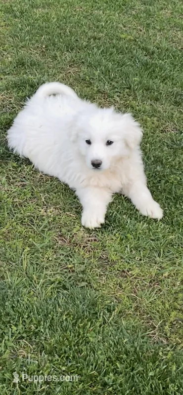 Sweet Pea – Great Pyrenees, Newfoundland puppy for sale in Morgantown, IN
