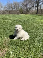 Sweet Pea, a female Great Pyrenees and Newfoundland for sale in Morgantown, IN – Photo 2 of 2