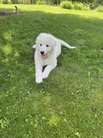 Pom Pom, a female Great Pyrenees and Newfoundland for sale in Morgantown, IN – 1 of 4