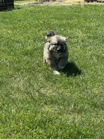 Ki Ki, a female Great Pyrenees and Newfoundland for sale in Morgantown, IN – Photo 3 of 4
