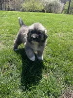Ki Ki, a female Great Pyrenees and Newfoundland for sale in Morgantown, IN – Photo 2 of 4