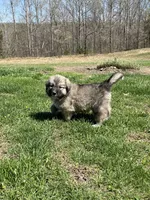 Ki Ki, a female Great Pyrenees and Newfoundland for sale in Morgantown, IN – Photo 4 of 4