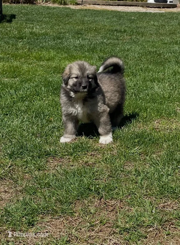 Ki Ki – Great Pyrenees, Newfoundland puppy for sale in Morgantown, IN