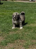 Ki Ki, a female Great Pyrenees and Newfoundland for sale in Morgantown, IN – Photo 1 of 4