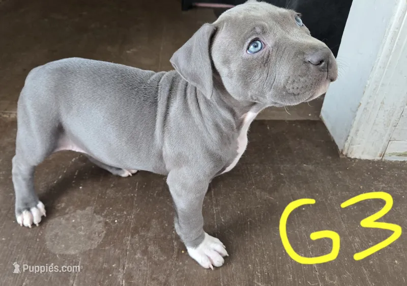 G3 blue pit puppy