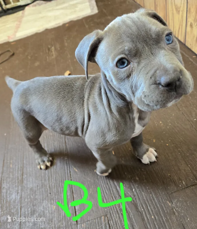B4 blue pit puppy