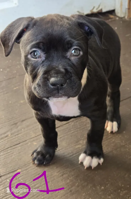 G1 black pit puppy
