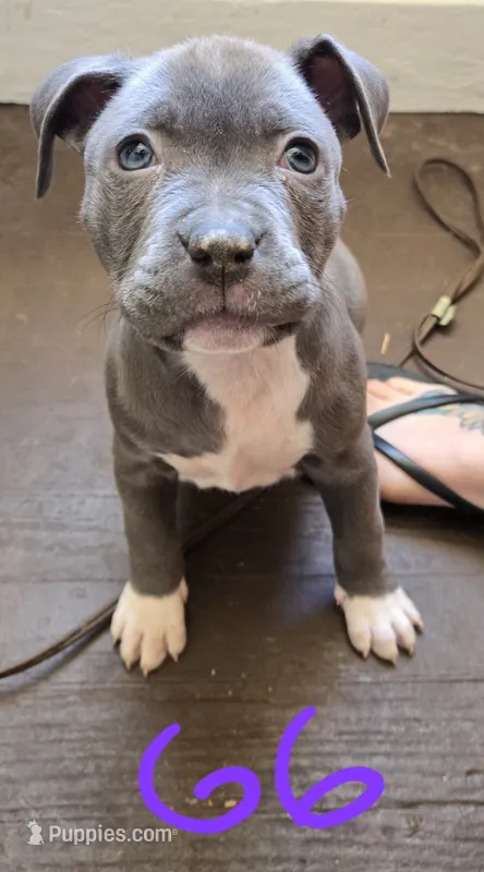 G6 blue pit puppy