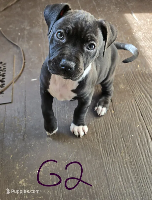 G2 black pit puppy