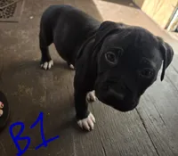 processed/bf90b40a-c5a2-47db-ad4a-d17c0ccbffcd/listing/bd829625-1243-411b-84fe-064e3b05df53/626a5ff6-e0b6-4e08-82ad-6f1991e96ec2