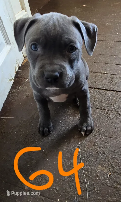 G4 blue pit puppy
