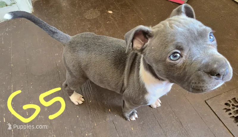 G5 blue pit puppy