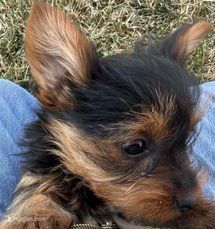 Samson – Yorkshire Terrier puppy for sale in Wiley, CO