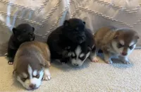 processed/bf924b4c-833e-483a-8c28-04a360036cdf/facility/71e8f9dc-4cbc-424e-8b67-b3c7d30f8755