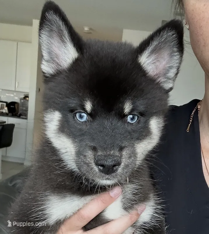 Fang Blue Eyed Mini Pomsky Boy – Siberian Husky, Pomsky puppy for sale in San Antonio, FL