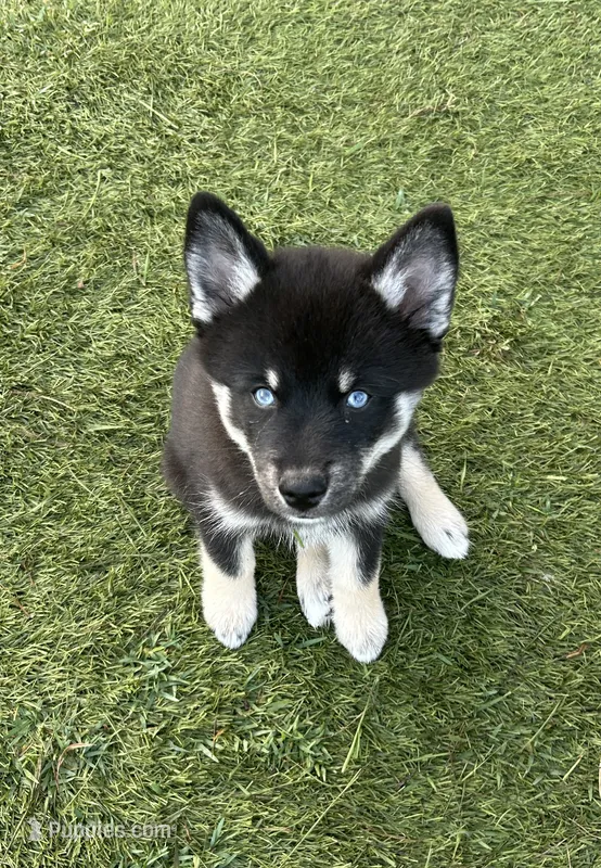 Fang Blue Eyed Mini Pomsky Boy – Siberian Husky, Pomsky puppy for sale in San Antonio, FL