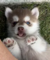 Poppy Blue Eyed Toy/Mini Pomsky Girl, a female Pomsky for sale in San Antonio, FL – Photo 3 of 10