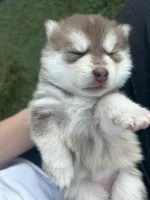 Poppy Blue Eyed Mini Pomsky Girl, a female Pomsky for sale in San Antonio, FL – Photo 3 of 10