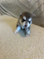 Poppy, a female Pomsky for sale in San Antonio, FL – Photo 4 of 7