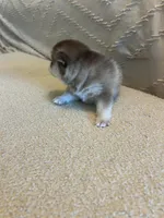 Poppy, a female Pomsky for sale in San Antonio, FL – Photo 5 of 7