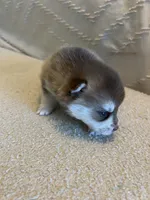 Poppy, a female Pomsky for sale in San Antonio, FL – Photo 2 of 7