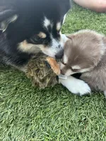 Poppy Blue Eyed Mini Pomsky Girl, a female Pomsky for sale in San Antonio, FL – Photo 8 of 10