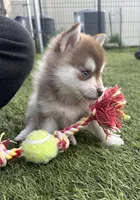 Poppy Blue Eyed Toy/Mini Pomsky Girl, a female Pomsky for sale in San Antonio, FL – Photo 7 of 10