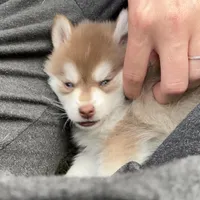 Poppy Blue Eyed Toy/Mini Pomsky Girl, a female Pomsky for sale in San Antonio, FL – Photo 4 of 10