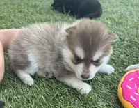 Poppy Blue Eyed Mini Pomsky Girl, a female Pomsky for sale in San Antonio, FL – Photo 2 of 10