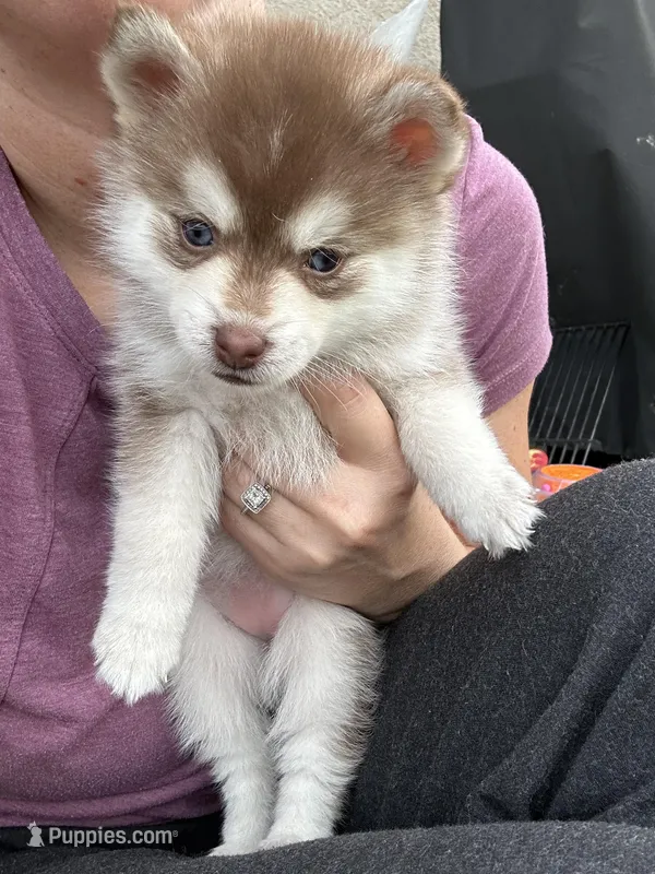 Poppy Blue Eyed Toy/Mini Pomsky Girl – Pomsky puppy for sale in San Antonio, FL
