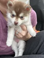 Poppy Blue Eyed Toy/Mini Pomsky Girl, a female Pomsky for sale in San Antonio, FL – Photo 1 of 10