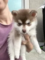 Poppy Blue Eyed Toy/Mini Pomsky Girl, a female Pomsky for sale in San Antonio, FL – Photo 6 of 10