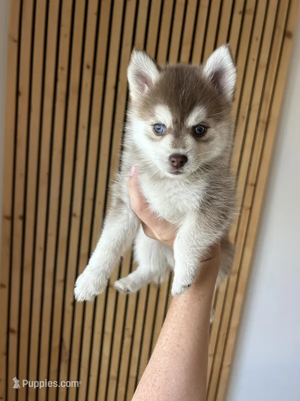 Poppy Blue Eyed Toy/Mini Pomsky Girl – Pomsky puppy for sale in San Antonio, FL