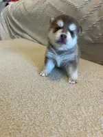 Poppy, a female Pomsky for sale in San Antonio, FL – Photo 6 of 7