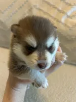 Poppy, a female Pomsky for sale in San Antonio, FL – Photo 1 of 7