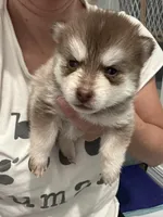 Poppy Blue Eyed Mini Pomsky Girl, a female Pomsky for sale in San Antonio, FL – Photo 4 of 10