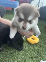 Poppy Blue Eyed Mini Pomsky Girl, a female Pomsky for sale in San Antonio, FL – Photo 7 of 10