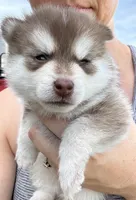 Poppy Blue Eyed Mini Pomsky Girl, a female Pomsky for sale in San Antonio, FL – Photo 5 of 10