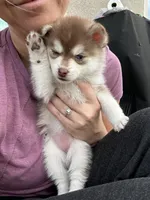 Poppy Blue Eyed Toy/Mini Pomsky Girl, a female Pomsky for sale in San Antonio, FL – Photo 2 of 10
