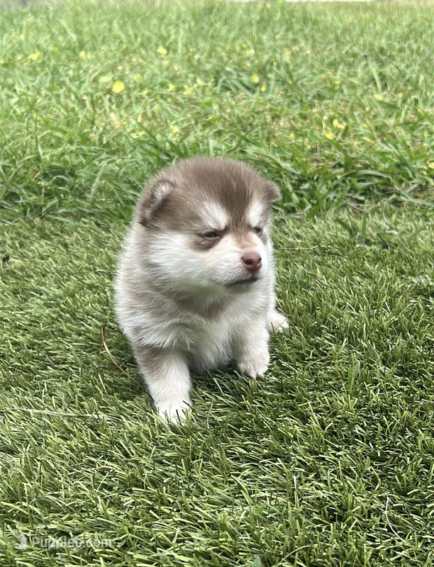 Poppy Blue Eyed Mini Pomsky Girl – Pomsky puppy for sale in San Antonio, FL