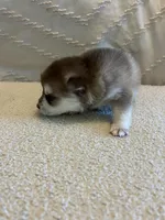 Poppy, a female Pomsky for sale in San Antonio, FL – Photo 3 of 7