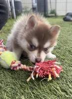 Poppy Blue Eyed Toy/Mini Pomsky Girl, a female Pomsky for sale in San Antonio, FL – Photo 5 of 10